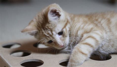 Mat kattunge 12 veckor